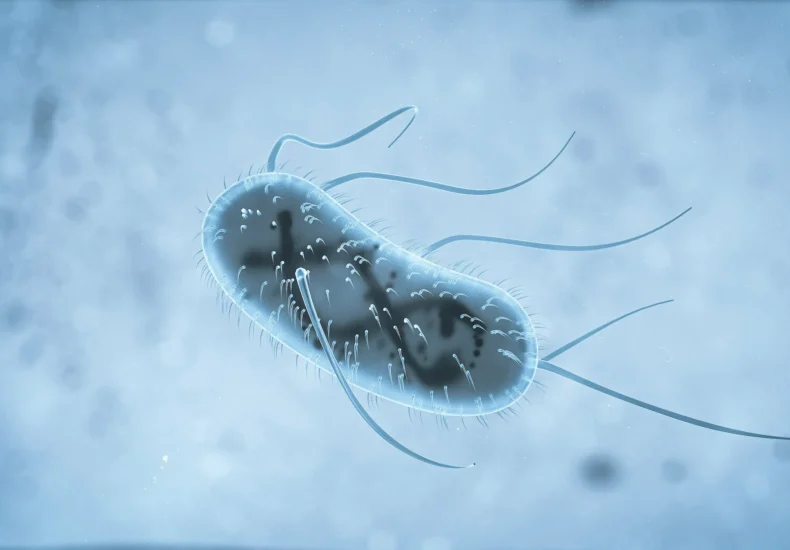 Micro-organisms interact with the susceptible host and produce disease.